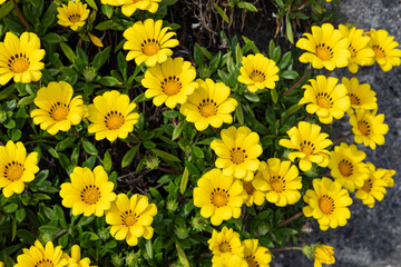 Beautiful gazania flowers blooming brightly in the garden.