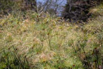 Egyptian papyrus (Cyperus papyrus L.) in garden