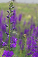 Fototapeta premium Consolida regalis. Delicate inflorescences. Beautiful flower abstract background of nature. Summer landscape. Field consolidation. Side view. 