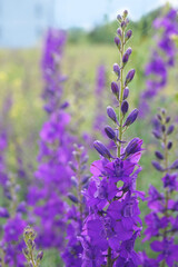 Delphinium elatum close up background. Multicolored Larkspur flowers. Delphinium blue, flowers grows in the garden. Side view.   