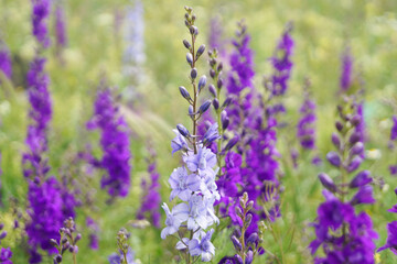 Field of flowers in bright shades called Delphinium. Floral pattern, object. Nature concept. Side view.  