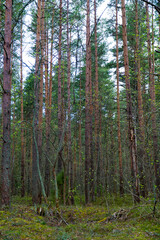 A tranquil forest scene featuring tall pine trees with lush green foliage. Perfect for nature-themed projects, backgrounds, or environmental presentations