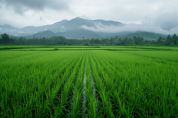 Fototapeta premium Paddy Field view