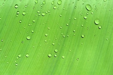 Realistic water drops on green banana leaf texture. Fresh water droplets on tropical plant leaves. Summer, spring background
