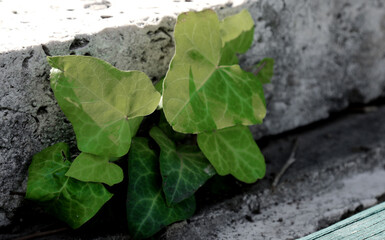 An ink plant grew in a hole in a small wall behind a bench
