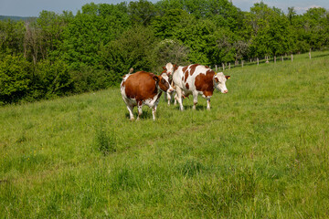 Fototapeta na wymiar cows in the meadow