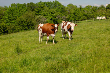 cows in the field