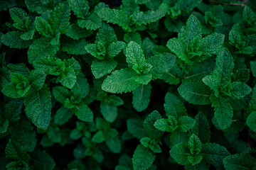 Mint leaves background. Fresh green spearmint leaves plantation.