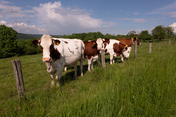 cows on a meadow