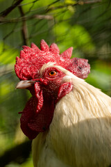 range chicken on a farm