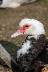close up of a duck