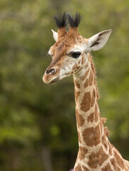 Naklejka premium young african giraffe, close to its mother detail of skin pattern, captive animals
