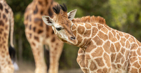 young african giraffe, close to its mother detail of skin pattern, captive animals