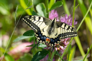 Old World Swallowtail or common yellow swallowtail (Papilio machaon) sitting on pink flower in Zurich, Switzerland