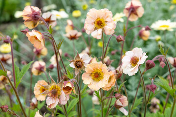 Geum Mai Tai flowers blooming neatly in the garden.