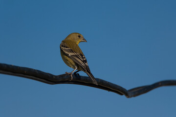 American Goldfinch