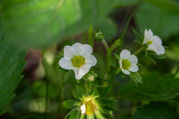 white strawberry flower in the garden.