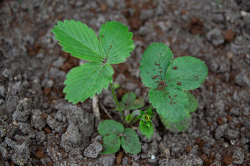 white strawberry flower in the garden.