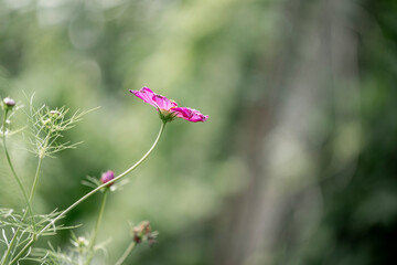 flowers in the garden pink with green