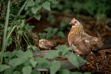 brabant bantam chicken chick hen