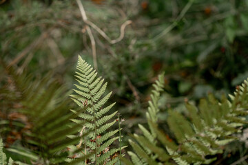 fern plant in nature green