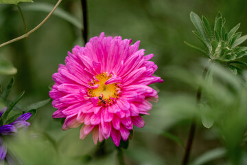pink flower with insect
