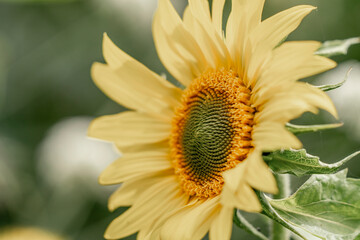 yellow and sunflower in summer time