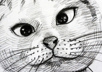 hand drawn sketch drawing  cute  cat