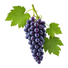 Fototapeta premium A grape with stem and leaves isolated on transparent background and 3D render