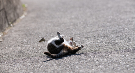 路上で寝転がる可愛い猫