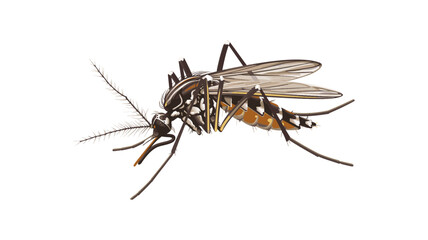 A detailed illustration of a mosquito with long legs and wings, showcasing its intricate body structure.