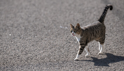 Naklejka premium 歩いてくる猫 キジトラ白