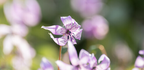 Obraz premium 満開のカタクリの花