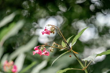 spring balsam plant nature