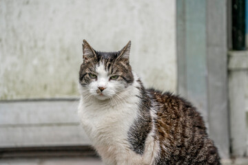beautiful cat portrait in the garden house cat