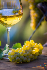 Verre de vin blanc et grappe de raisin dans les vignes après les vendanges d'automne.