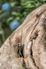 old tree trunk wood texture without bark 