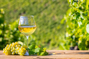 Verre de vin blanc et grappe de raisin dans les vignes après les vendanges d'automne.