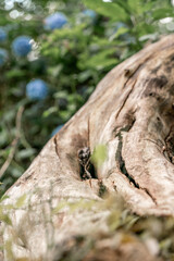 old tree trunk wood texture without bark 
