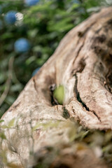 old tree trunk wood texture without bark 