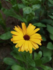 Blooming calendula in the garden