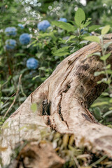 old tree trunk wood texture without bark 