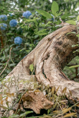 old tree trunk wood texture without bark 