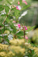 spring balsam plant nature