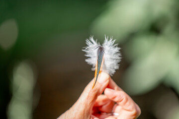 little lose feather with hand chick chicken rooster