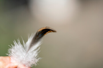 little lose feather with hand chick chicken rooster