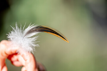 little lose feather with hand chick chicken rooster