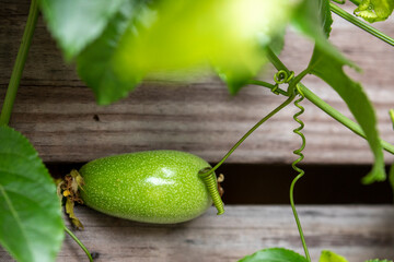 Summer, orchards, fruits, emerald green, passion fruit, fruits