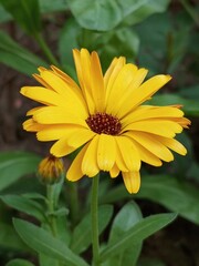 Blooming calendula in the garden