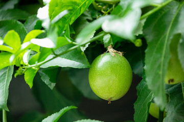 Summer, orchards, fruits, emerald green, passion fruit, fruits